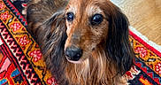 Guess a rejoint le concours — aidez-le/la à gagner de superbes lots ! dog, dachshund, long_hair, pet, indoor, carpet, patterned_rug, flooring, wood_floor, animal, cute, sitting, fur, eyes, nose, ears, home, cozy, domestic, portrait