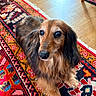 dog, dachshund, long_hair, pet, indoor, carpet, patterned_rug, flooring, wood_floor, animal, cute, sitting, fur, eyes, nose, ears, home, cozy, domestic, portrait