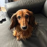 dog, dachshund, long_hair, pet, animal, black_leather, couch, remote_control, indoor, close_up, cute, brown, fur, ears, face, looking_up, home, cozy, living_room, small_dog