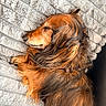 dog, dachshund, sleeping, long_hair, pet, animal, cozy, blanket, fur, resting, cute, indoors, comfort, relaxation, closeup, mammal, companion, fur_texture, paw, snout