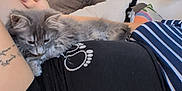 Ava participe au concours pour gagner de l'argent avec cette photo : kitten, cat, pet, gray_cat, furry, couch, cushion, person, tattoo, black_shirt, paw_print, striped_clothing, window, pumpkin_decor, mushroom_ornament, indoor, relaxing, cozy, home, feline