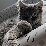 Ava participe au concours pour gagner de l'argent avec cette photo : cat, gray_cat, fluffy, paw, baby_seat, indoor, patterned, relaxed, cute, pet, feline, closeup, animal, soft, whiskers, ears, curious, resting, home, cozy