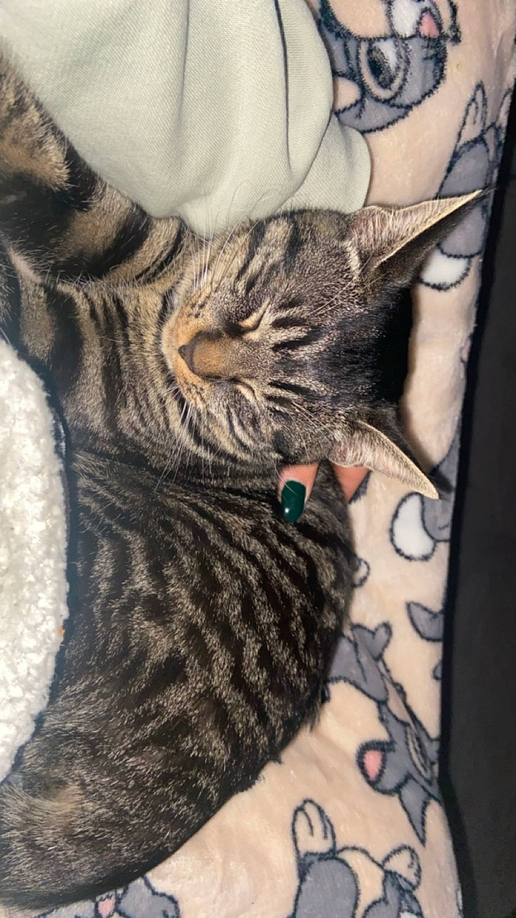 Bubulle participe au concours pour gagner de l'argent avec cette photo : carnivore, cat, claw, comfort, domestic_short_haired_cat, felidae, fur, grey, pattern, paw, sleeve, small_to_medium_sized_cats, snout, terrestrial_animal, whiskers, wildlife