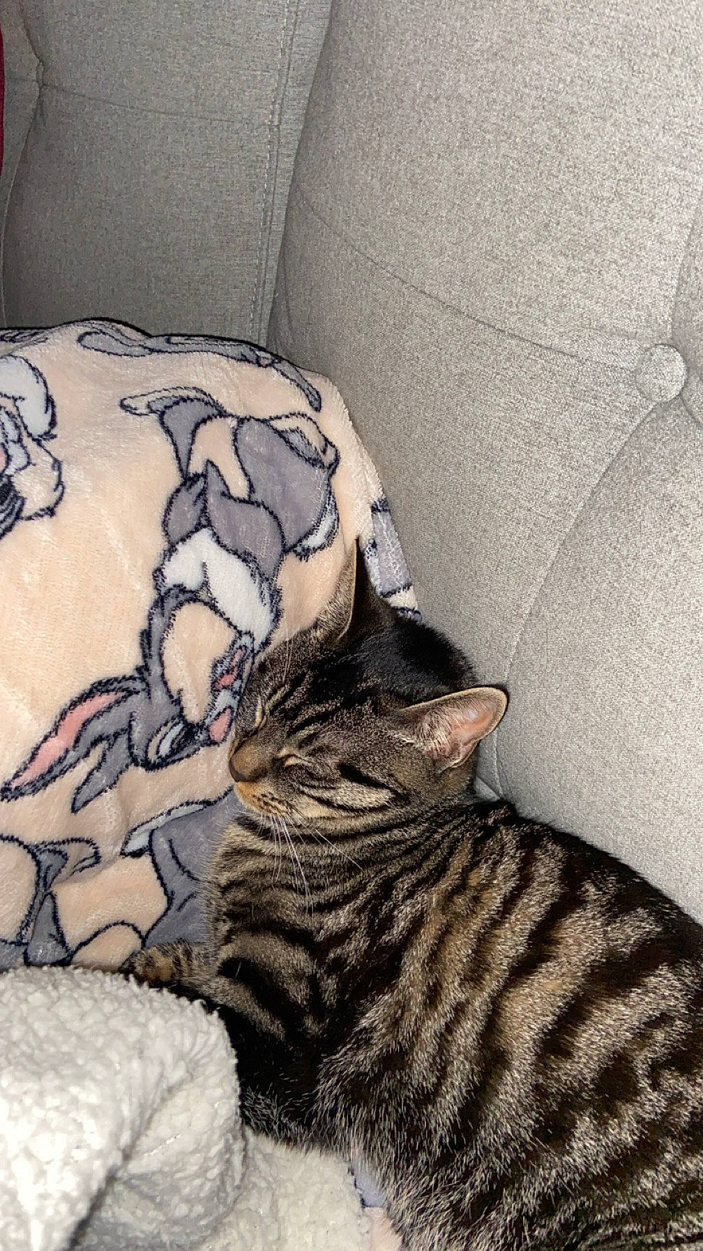 Bubulle participe au concours pour gagner de l'argent avec cette photo : carnivore, cat, comfort, domestic_short_haired_cat, felidae, fur, grey, nap, pattern, sleeve, small_to_medium_sized_cats, tail, terrestrial_animal, whiskers