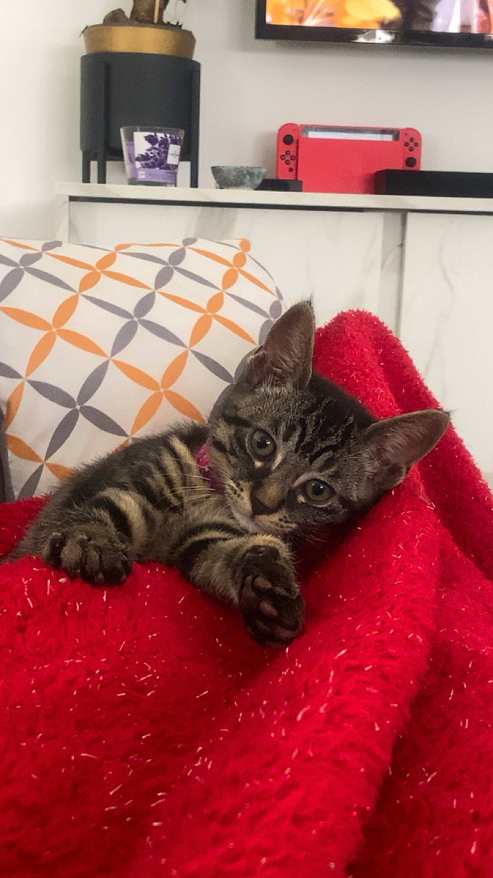 Bubulle participe au concours pour gagner de l'argent avec cette photo : bookcase, carnivore, cat, comfort, couch, domestic_short_haired_cat, felidae, flooring, fur, grey, kitchen_appliance, lamp, living_room, picture_frame, room, shelving, small_to_medium_sized_cats, tail, television, whiskers