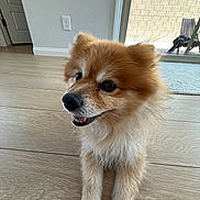 Danger joined the competition — help win amazing prizes! animal, brown_and_white, canine, dog, ears, eyes, flooring, fluffy, fur, glass_door, happy, home, indoor, lying_down, natural_light, pet, smiling, snout, tongue, wooden_floor