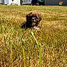 Topper joined the competition — help win amazing prizes! black, blurred_background, brown, dog, domestic, flower, fur, grass, happy, house, nature, outdoor, pet, puppy, summer, sunlight, tongue_out, tree, vehicle, yard