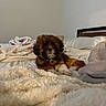Topper is registered to the contest to win money with this photo: animal, bed, blanket, brown, comfort, cozy, cushion, cute, dog, fur, household, indoor, pet, puppy, relaxing, sleeping_area, soft, toy, white, young