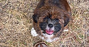 Topper joined the competition — help win amazing prizes! animal, brown, casual, cute, dog, footwear, fur, grass, happy, jeans, looking_up, nature, outdoor, pet, playful, puppy, shoe, small_dog, smiling, white
