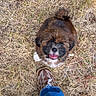 animal, brown, casual, cute, dog, footwear, fur, grass, happy, jeans, looking_up, nature, outdoor, pet, playful, puppy, shoe, small_dog, smiling, white