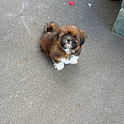 Topper joined the competition — help win amazing prizes! adorable, animal, brown, chalk, concrete, curious, cute, daylight, dog, fluffy, lantern, looking_up, outdoor, pet, puppy, sitting, small, texture, white, young
