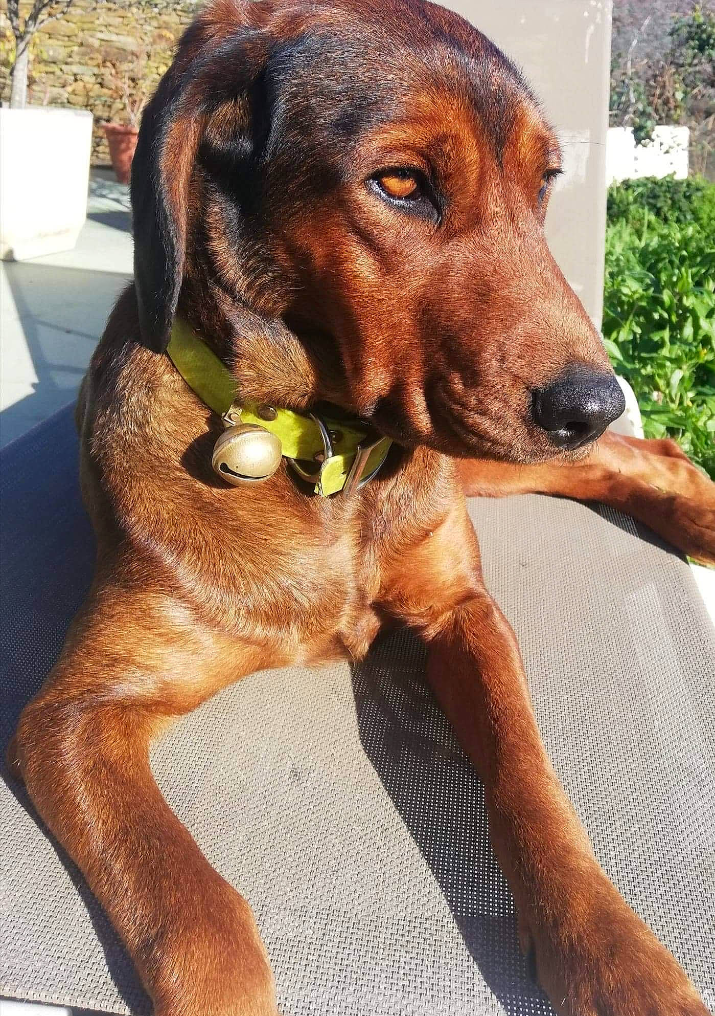 Bella a rejoint le concours — aidez-le/la à gagner de superbes lots ! canidae, carnivore, collar, companion_dog, dog, dog_breed, dog_collar, dog_supply, fawn, gun_dog, hound, liver, metal, paper_towel, pet_supply, plant, snout, sporting_group, working_animal, working_dog