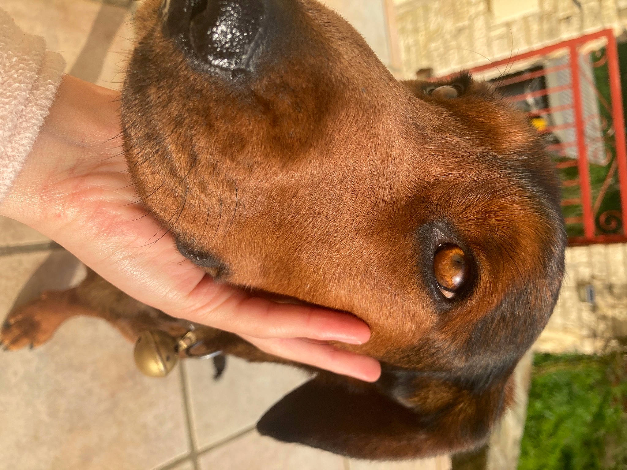 Bella a rejoint le concours — aidez-le/la à gagner de superbes lots ! canidae, carnivore, collar, companion_dog, dog, dog_breed, dog_collar, ear, fawn, fur, gesture, guard_dog, liver, nail, pet_supply, snout, sporting_group, whiskers, working_animal, wrinkle