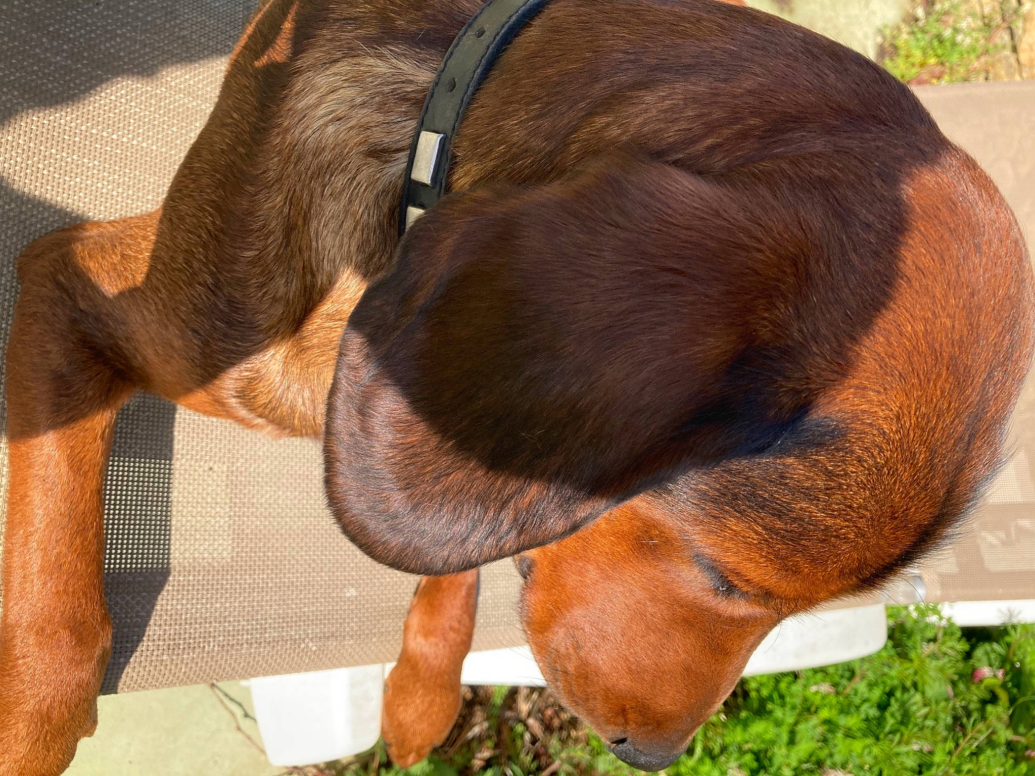 Bella a rejoint le concours — aidez-le/la à gagner de superbes lots ! canidae, carnivore, collar, comfort, dog, dog_breed, ear, fawn, fur, liver, natural_material, pet_supply, plant, snout, sporting_group, tail, terrestrial_animal, whiskers, wildlife, working_animal