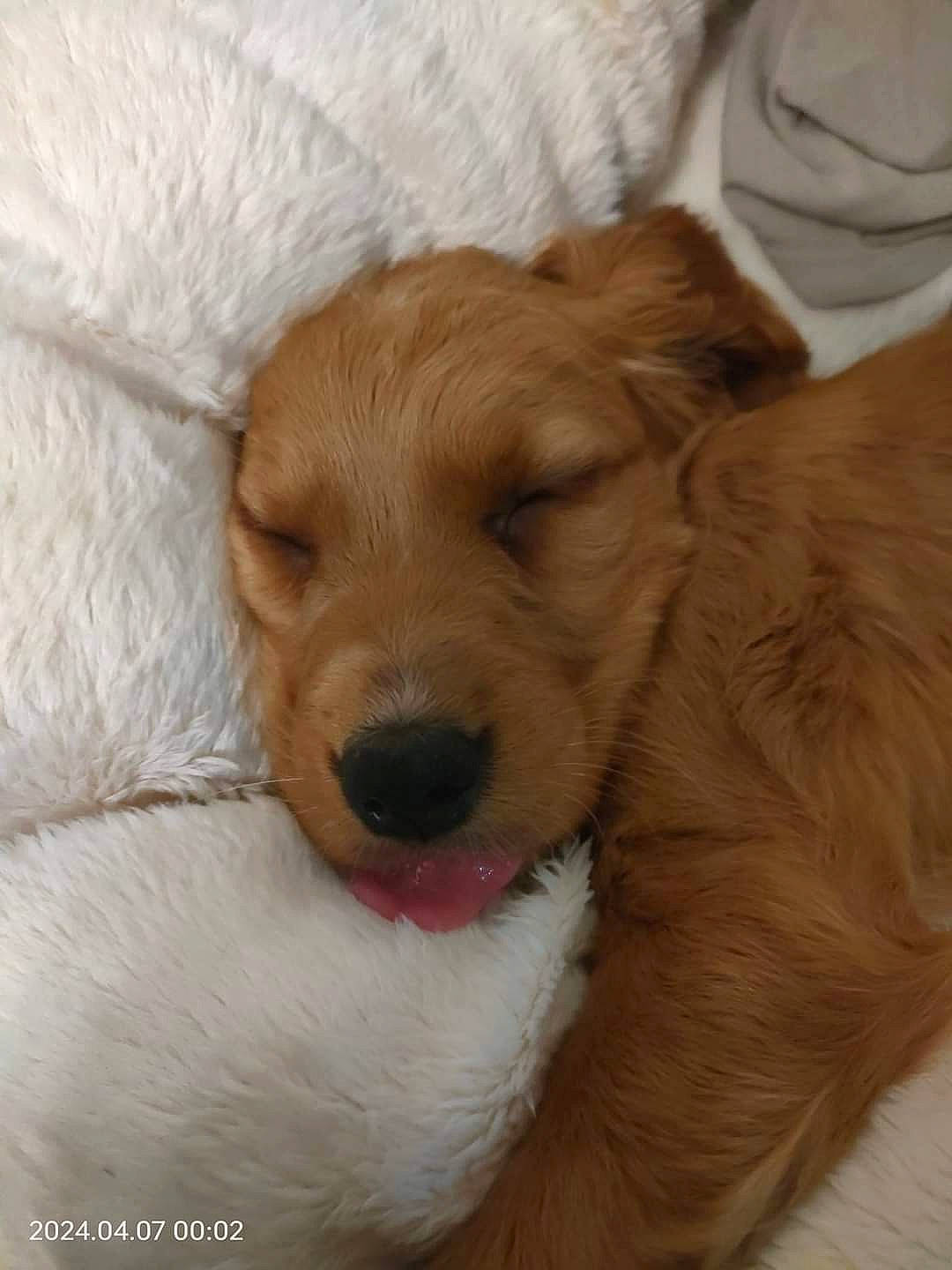 Vika participe au concours pour gagner de l'argent avec cette photo : carnivore, comfort, companion_dog, dog, dog_breed, dog_supply, ear, fur, gun_dog, hardwood, labrador_retriever, liver, paw, retriever, sporting_group, tail, terrestrial_animal, whiskers, wood, working_animal