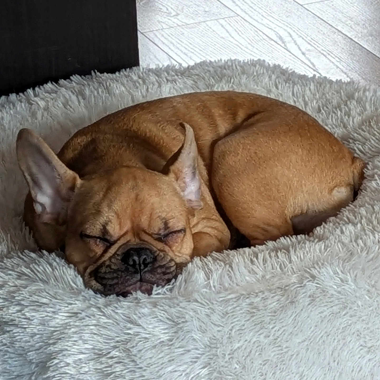 Athéna participe au concours pour gagner de l'argent avec cette photo : animal, blanket, boxer, bulldog, canine, dog, dogbed, frenchbulldog, person, pet, pitbull, pug, puppy, sleeping