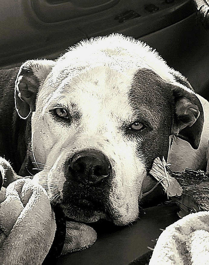 Phat Phat is registered to the contest to win money with this photo: black, bored, canidae, carnivore, close_up, collar, companion_dog, dog, dog_breed, dog_collar, fawn, fur, monochrome, monochrome_photography, pet_supply, sporting_group, style, whiskers, white, working_animal