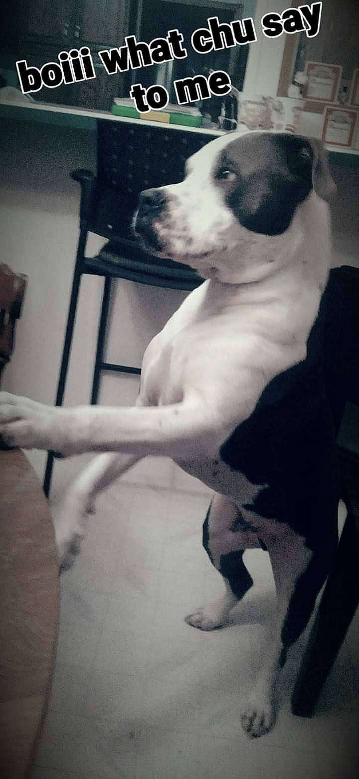 Phat Phat is registered to the contest to win money with this photo: carnivore, chest, collar, comfort, companion_dog, dog, dog_breed, fawn, flooring, gesture, human_leg, mammal, monochrome, monochrome_photography, snout, style, tail, trunk, whiskers, working_animal