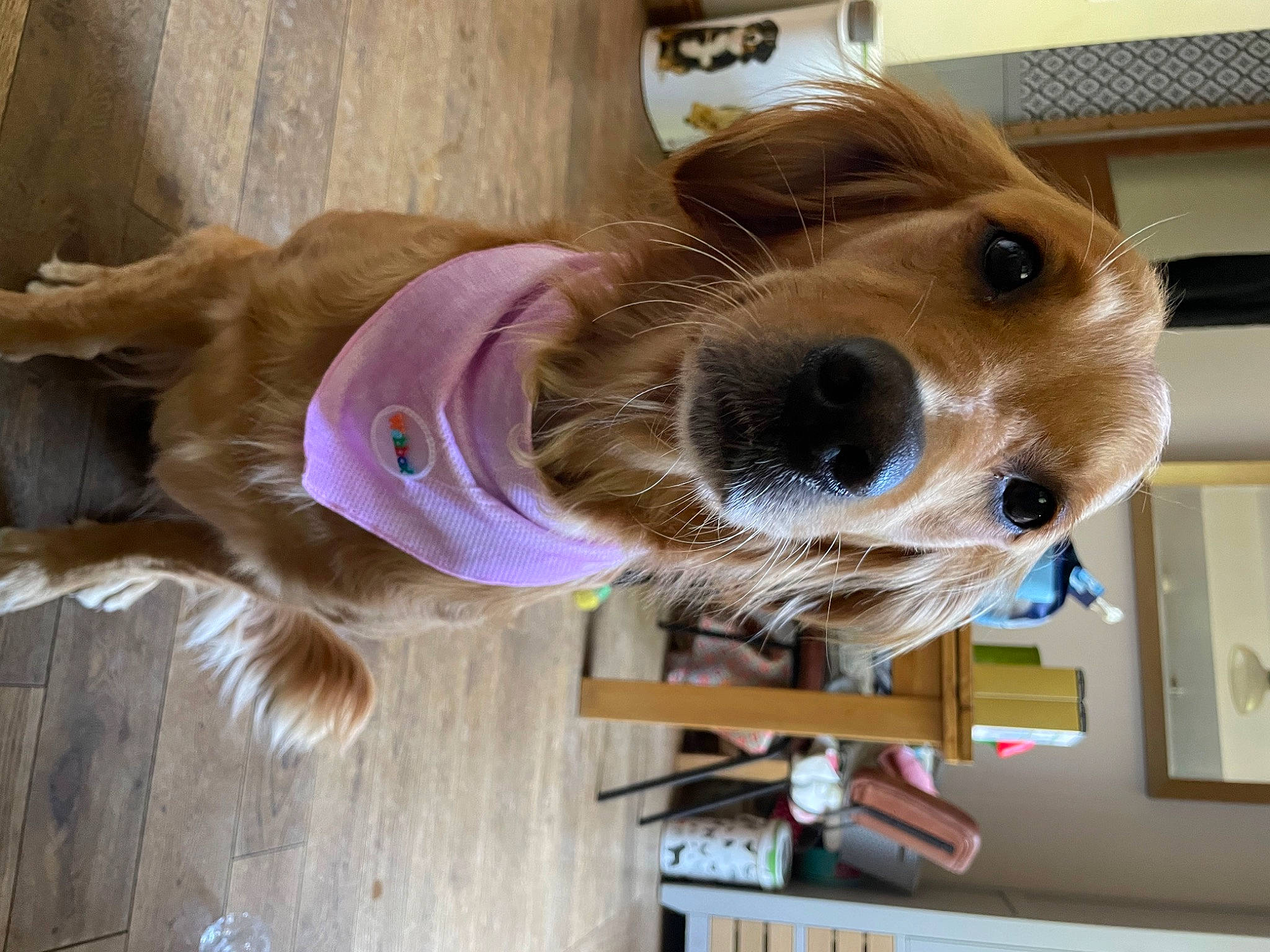 Roo is registered to the contest to win money with this photo: canidae, carnivore, collar, companion_dog, dog, dog_breed, dog_supply, fawn, fun, fur, hardwood, liver, pet_supply, selfie, snout, sporting_group, wood, working_animal