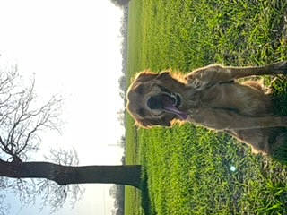 Roo is registered to the contest to win money with this photo: big_cats, canidae, dog_breed, fawn, grass, palm_tree, plant, plant_stem, sky, snout, sporting_group, stallion, terrestrial_animal, tree, trunk, twig, wildlife, window, wood, working_animal