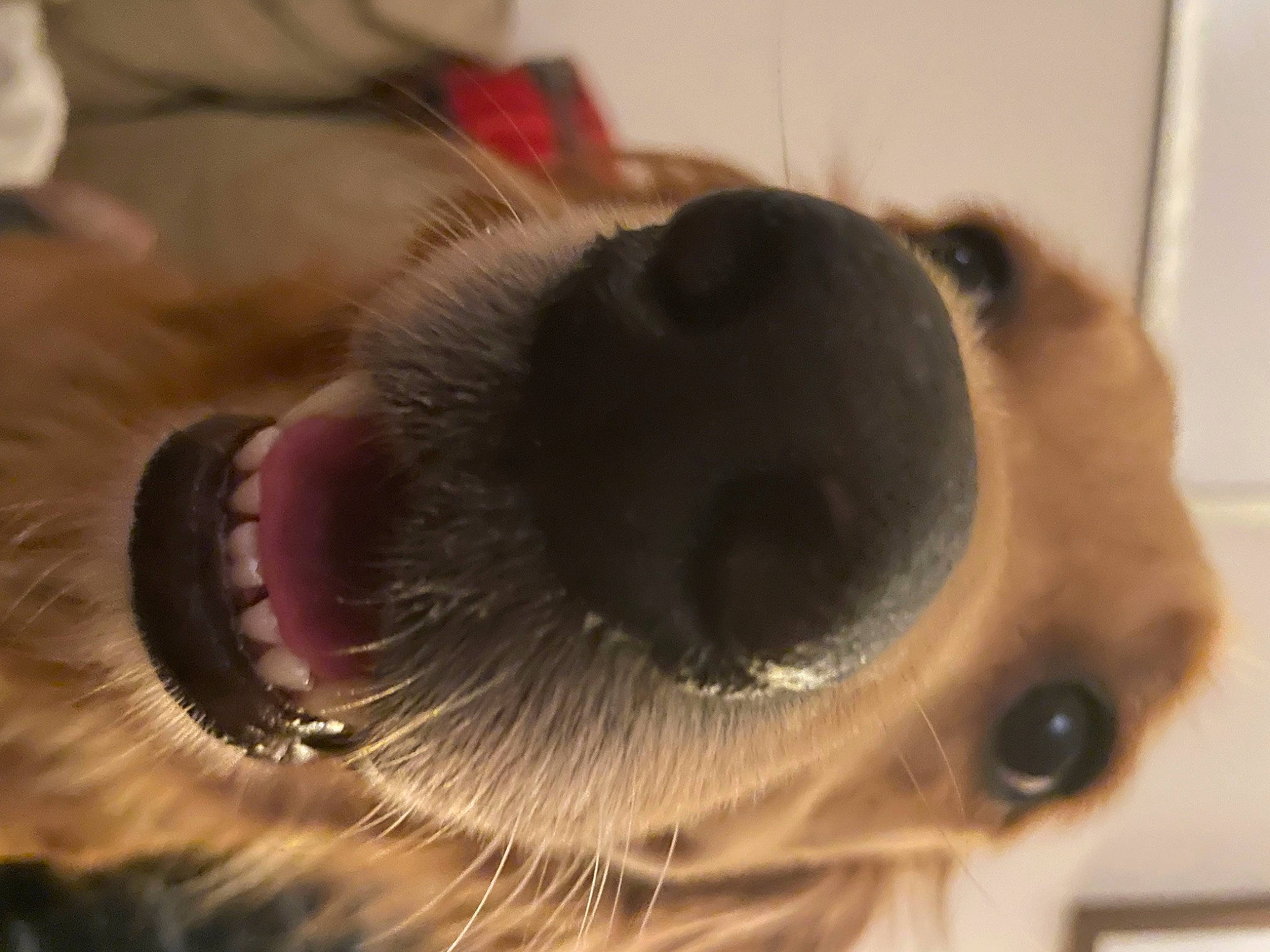 Roo joined the competition — help win amazing prizes! audio_equipment, canidae, carnivore, collar, companion_dog, dog, dog_breed, ear, eyelash, fawn, felidae, fur, jaw, paw, small_to_medium_sized_cats, snout, sporting_group, toy_dog, whiskers, working_animal