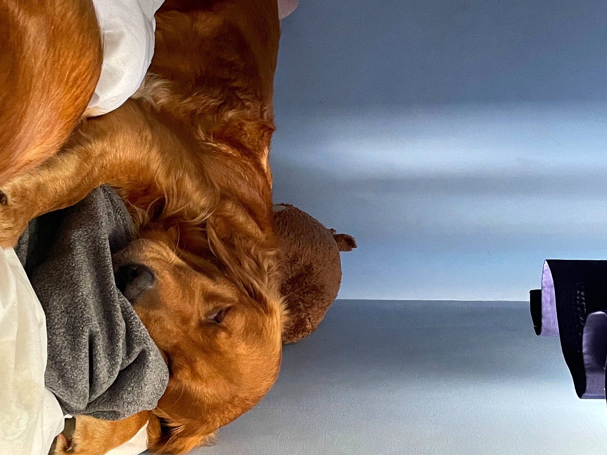 Jess is registered to the contest to win money with this photo: brown_hair, canidae, claw, comfort, companion_dog, dog_breed, fawn, felidae, flooring, fun, fur, gesture, human_leg, liver, paw, sitting, snout, sporting_group, whiskers, wood