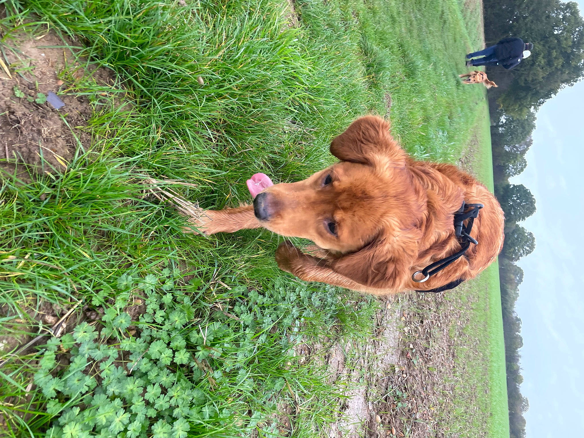 Jess is registered to the contest to win money with this photo: canidae, carnivore, companion_dog, dog, dog_breed, fawn, grass, groundcover, lion, liver, plant, sky, sporting_group, terrestrial_animal, tree, trunk, water, wildlife, wood, working_animal