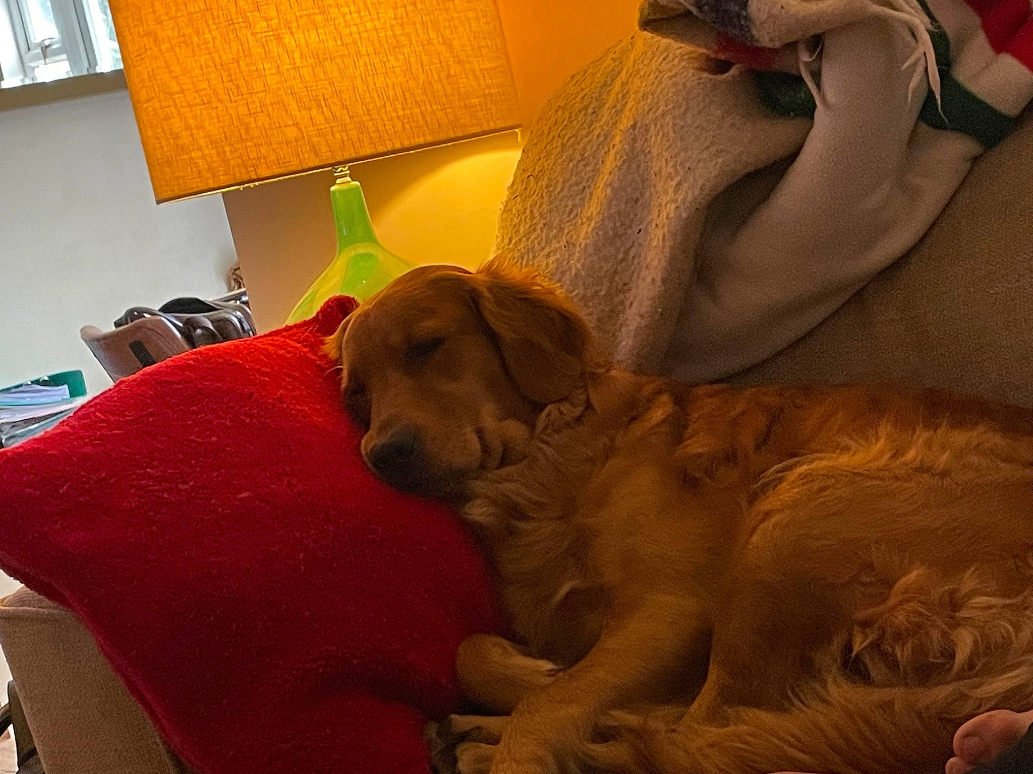 Jess is registered to the contest to win money with this photo: carnivore, chair, comfort, companion_dog, dog, dog_breed, fawn, floor, flooring, furniture, hardwood, lamp, linens, liver, living_room, room, snout, window, wood, working_animal