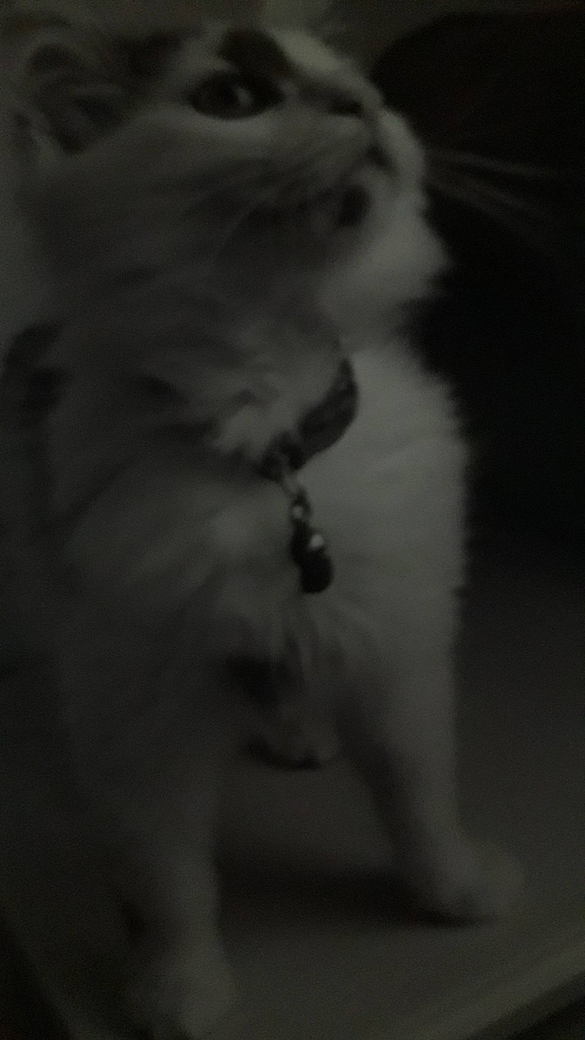 Chichi participe au concours pour gagner de l'argent avec cette photo : american_eskimo_dog, black, black_and_white, canidae, carnivore, cat, dog, dog_breed, felidae, japanese_spitz, monochrome, monochrome_photography, non_sporting_group, paw, pomeranian, ragdoll, samoyed, snout, sporting_group, whiskers