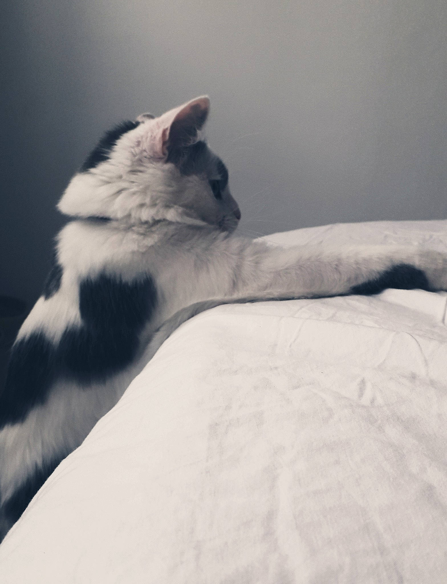 Chichi a rejoint le concours — aidez-le/la à gagner de superbes lots ! black_and_white, canidae, carnivore, cat, cloud, felidae, fur, kitten, sand, sky, sleep, small_to_medium_sized_cats, tail, whiskers