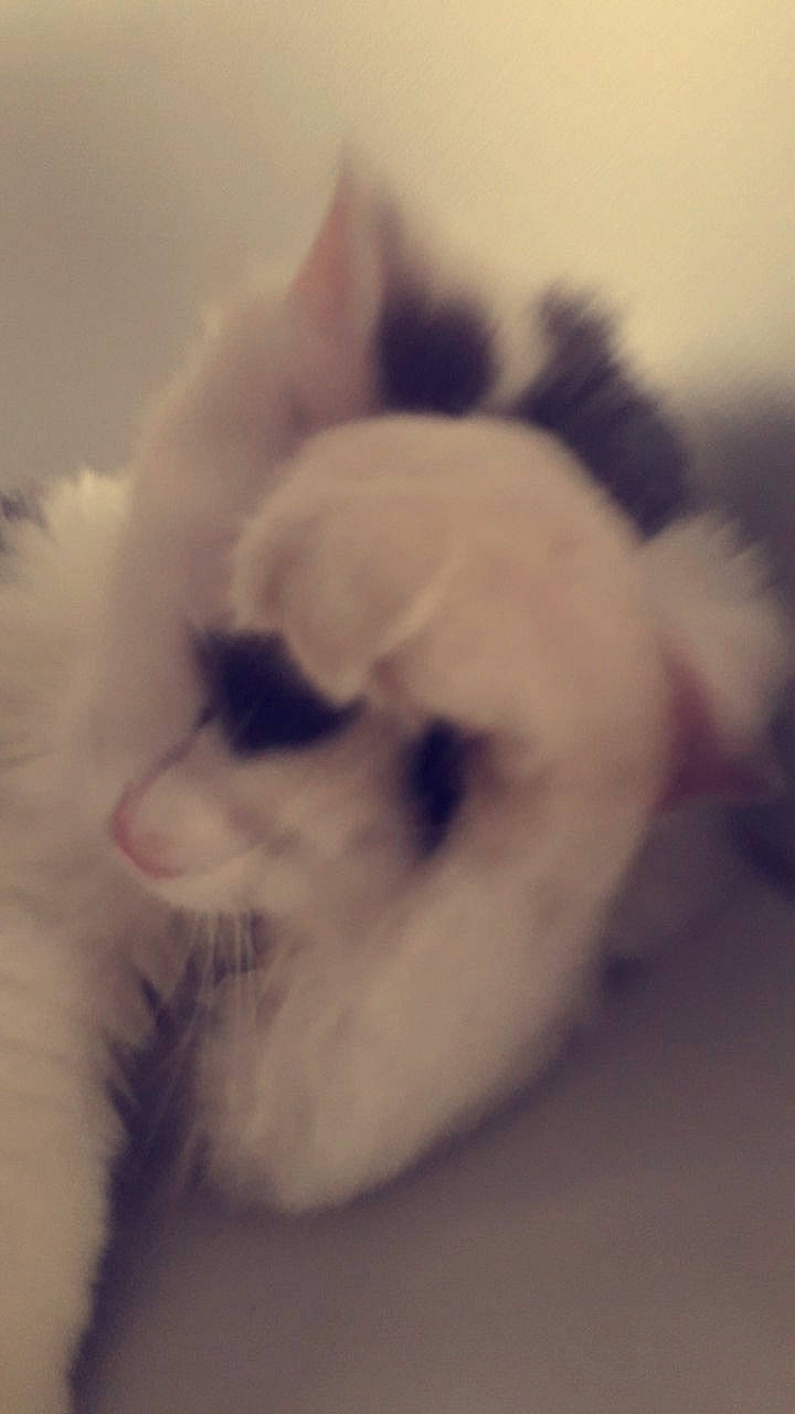 Chelsea participe au concours pour gagner de l'argent avec cette photo : birman, carnivore, cat, cloud, ear, felidae, fur, himalayan, kitten, nose, paw, persian, ragdoll, small_to_medium_sized_cats, snout, whiskers