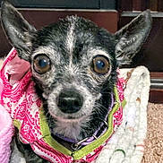 Dallas is registered to the contest to win money with this photo: dog, small_dog, close_up, pet, animal, cute, brown_eyes, black_fur, white_fur, jacket, pink, green, blanket, indoor, curious, expression, ears_up, furry, companion, domestic_animal