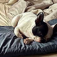Izzy is registered to the contest to win money with this photo: dog, bed, pillow, blanket, resting, sleepy, cozy, black_and_white, pet, indoors, fur, canine, animal, cute, relaxed, domestic, snuggle, soft, home, comfort
