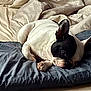 dog, bed, pillow, blanket, resting, sleepy, cozy, black_and_white, pet, indoors, fur, canine, animal, cute, relaxed, domestic, snuggle, soft, home, comfort