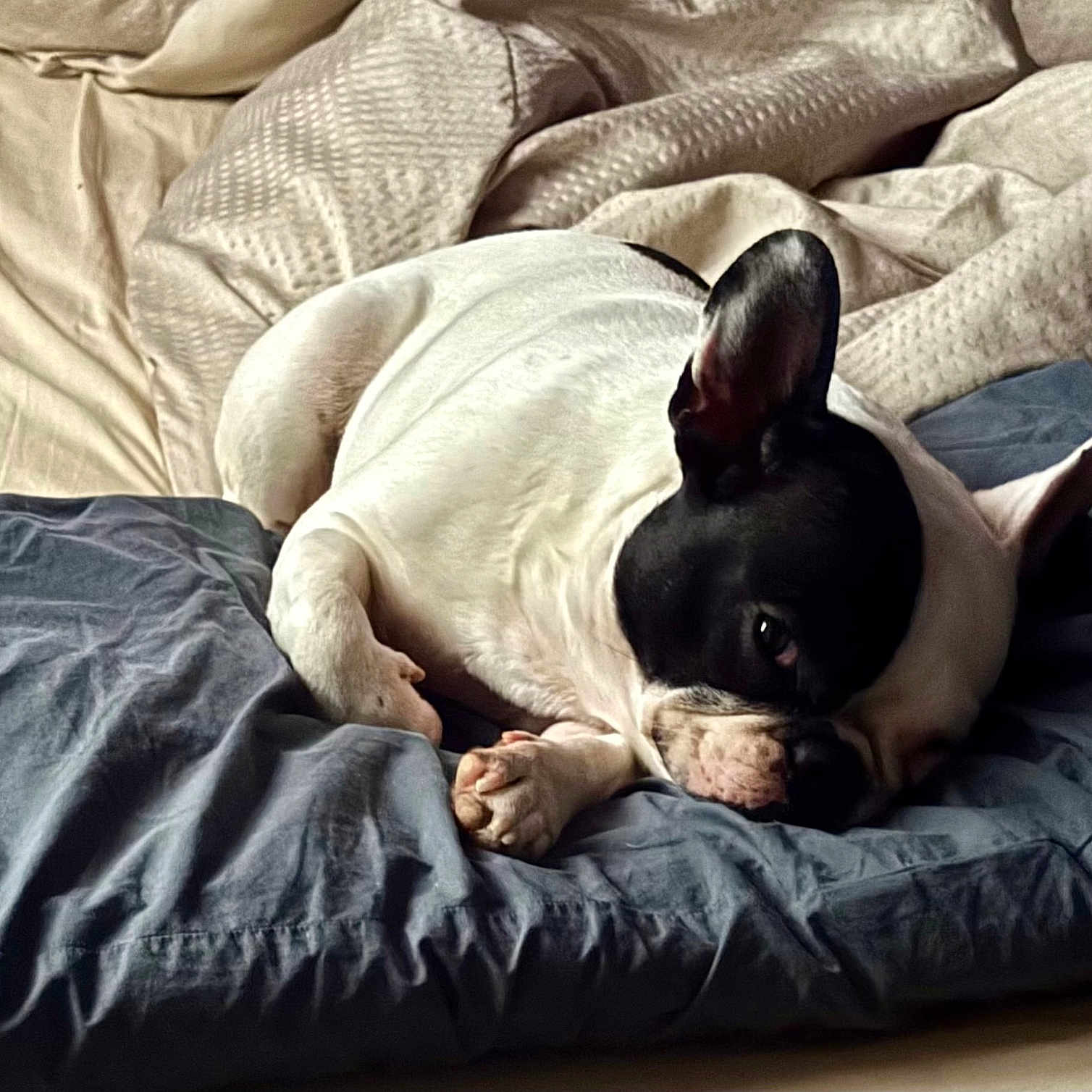 Izzy is registered to the contest to win money with this photo: animal, bed, black_and_white, blanket, canine, comfort, cozy, cute, dog, domestic, fur, home, indoors, pet, pillow, relaxed, resting, sleepy, snuggle, soft