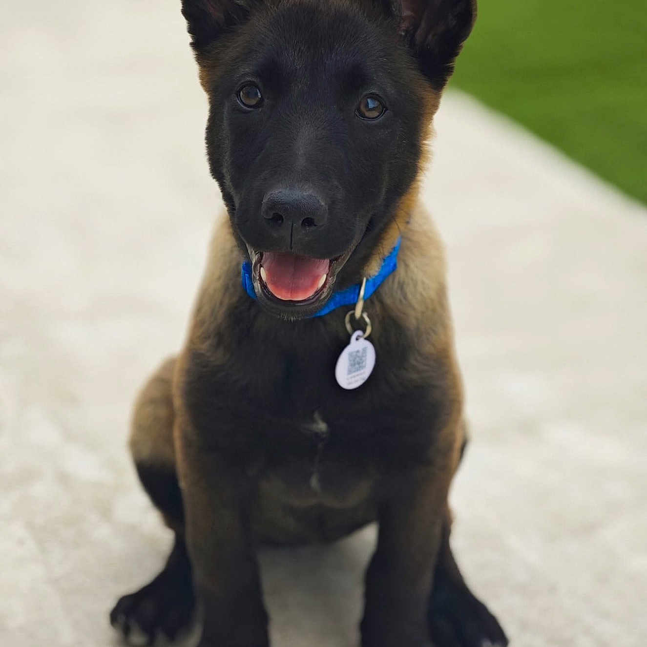 Aya a rejoint le concours — aidez-le/la à gagner de superbes lots ! accessories, animal, bodypart, canine, collar, dog, germanshepherd, grass, hound, jewelry, labradorretriever, leash, necklace, pet, plant, policedog, puppy, snout, strap, whitedog