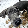 dog, dogs, puppy, gray_dog, black_dog, snow, snowy_nose, outdoor, winter, close_up, portrait, animal, pet, curious, eyes, floppy_ears, muzzle, nose, fur, playful