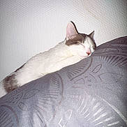 Shayla a rejoint le concours — aidez-le/la à gagner de superbes lots ! animal, calm, cat, comfortable, cozy, cushion, cute, domestic_cat, feline, fur, indoor, patterned, pet, pink_nose, quiet, relaxed, resting, sleeping, soft, white_wall