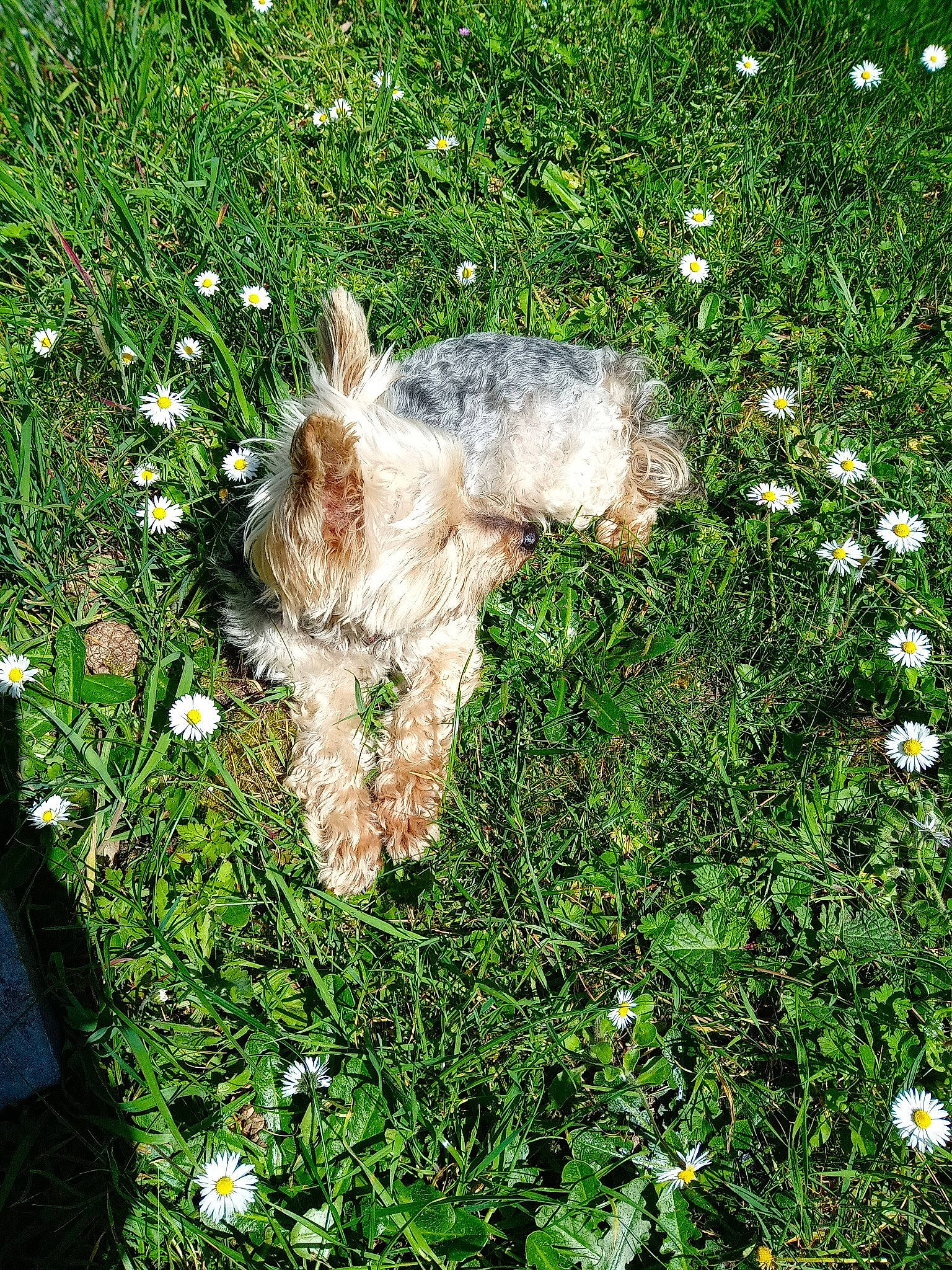 Itzy participe au concours pour gagner de l'argent avec cette photo : canidae, carnivore, companion_dog, dog, dog_breed, fawn, flower, garden, grass, grass_family, grassland, groundcover, lawn, plant, shrub, sporting_group, tail, terrier, toy_dog, water_dog