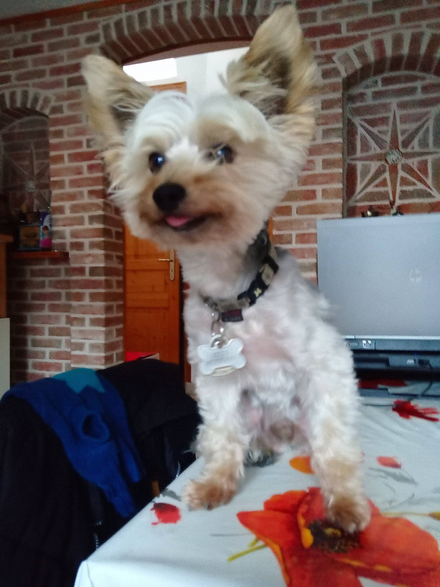 Itzy participe au concours pour gagner de l'argent avec cette photo : brickwork, carnivore, collar, companion_dog, computer_keyboard, computer_monitor, dog, dog_breed, dog_clothes, dog_collar, dog_supply, fur, peripheral, small_terrier, snout, sporting_group, tail, terrier, toy_dog, working_animal