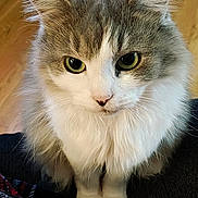 Gracie joined the competition — help win amazing prizes! cat, fluffy, gray, white, pet, animal, indoor, floor, blanket, cozy, fur, cute, whiskers, ears, eyes, sitting, portrait, domestic, home, feline