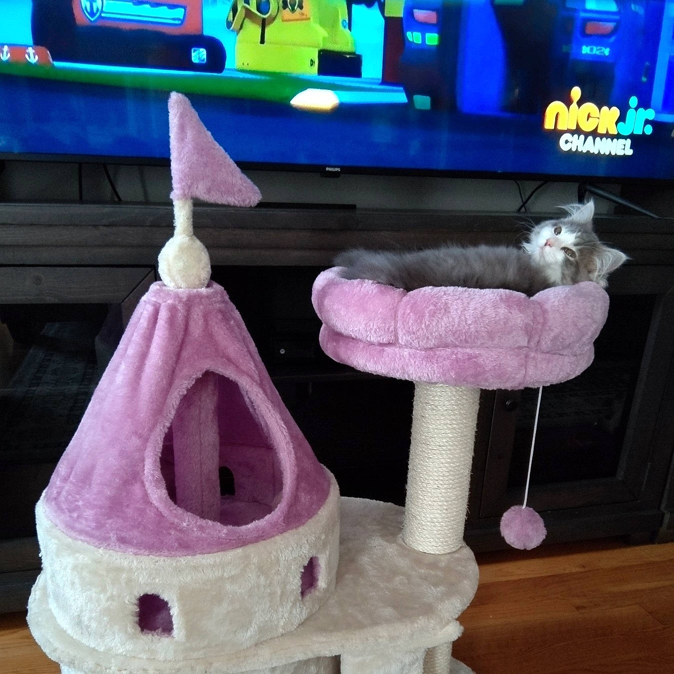 Gracie is registered to the contest to win money with this photo: art, basket, creative_arts, electric_blue, fashion_accessory, household_supply, machine, magenta, natural_material, pattern, peach, pink, product, purple, room, shelf, shelving, stuffed_toy, wood, wool