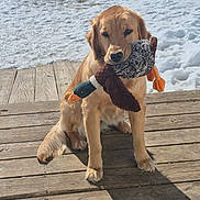 Divah joined the competition — help win amazing prizes! dog, golden_retriever, toy, plush_toy, duck, wooden_deck, snow, outdoor, pet, animal, canine, playful, winter, fur, sitting, cute, daylight, nature, friendly, companion