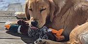 Divah joined the competition — help win amazing prizes! dog, golden_retriever, toy, plush_duck, wooden_dock, sleeping, tongue_out, animal, pet, outdoor, water, sunlight, relaxation, cute, fur, paw, nature, resting, canine, summer