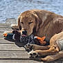 dog, golden_retriever, toy, plush_duck, wooden_dock, sleeping, tongue_out, animal, pet, outdoor, water, sunlight, relaxation, cute, fur, paw, nature, resting, canine, summer
