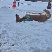 Divah joined the competition — help win amazing prizes! dog, golden_retriever, snow, winter, traffic_cone, outdoor, playful, canine, animal, cold, lying_down, fur, road, nature, blue_harness, daytime, relaxing, snowy_ground, pet, fun