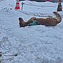 dog, golden_retriever, snow, winter, traffic_cone, outdoor, playful, canine, animal, cold, lying_down, fur, road, nature, blue_harness, daytime, relaxing, snowy_ground, pet, fun