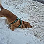 Divah joined the competition — help win amazing prizes! dog, golden_retriever, snow, outdoor, winter, canine, pet, animal, playful, harness, sniffing, road, cold, fur, nature, daylight, digging, ground, snow_pile, walking