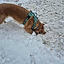 Divah joined the competition — help win amazing prizes! dog, golden_dog, snow, winter, outdoor, digging, harness, curious, cold, fluffy, animal, pet, canine, nature, playful, daytime, ground, fur, brown, exploration