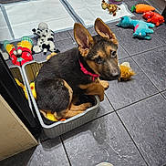 Aria joined the competition — help win amazing prizes! puppy, german_shepherd, dog, basket, toys, floor, tile, training_pads, curious, indoors, pet, collar, playful, cute, small_space, animal, young, domestic, pet_accessories, colorful